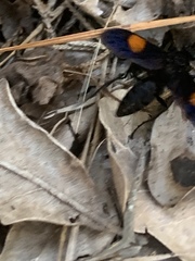 Calopompilus maculipennis