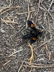 Calopompilus maculipennis