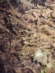 Microlejeunea latitans