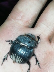 Dichotomius carolinus