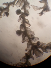 Microlejeunea latitans