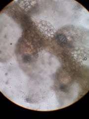 Microlejeunea latitans