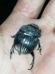 Dichotomius carolinus