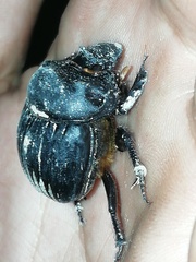 Dichotomius carolinus