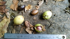 Palaquium galactoxylum