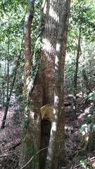 Palaquium galactoxylum