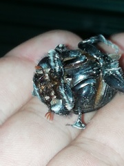 Dichotomius carolinus