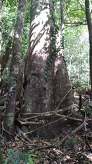 Palaquium galactoxylum