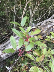 Viburnum nitidum