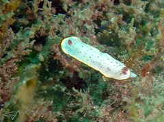 Goniobranchus daphne