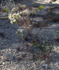 Chylismia claviformis claviformis