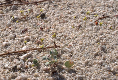 Eriogonum reniforme