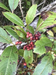 Viburnum nitidum