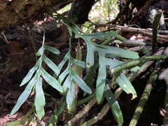 Pleopeltis pleopeltifolia