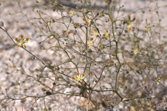 Nemacladus rubescens