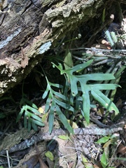 Pleopeltis pleopeltifolia