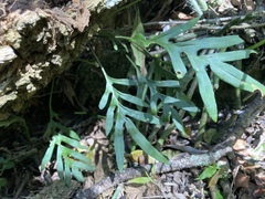 Pleopeltis pleopeltifolia