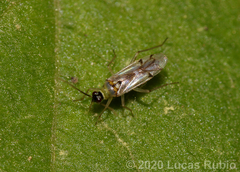 Tupiocoris cucurbitaceus
