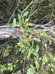 Viburnum nitidum