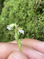 Hapalorchis lineata