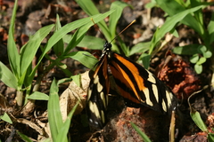 Eueides isabella eva