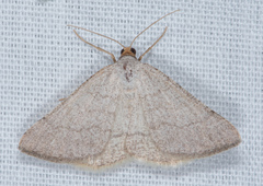 Taeniogramma tenebrosata
