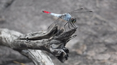 Notolibellula bicolor