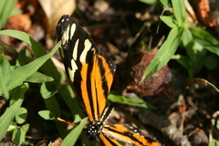 Eueides isabella eva