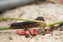 Proserpinus terlooii