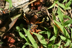 Eueides isabella eva