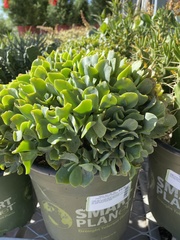 Crassula arborescens undulatifolia