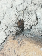 Scytodes fusca
