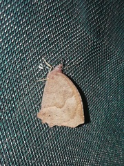 Pindis squamistriga