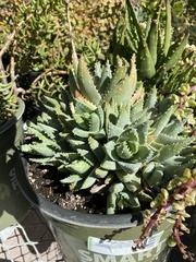 Aloe brevifolia