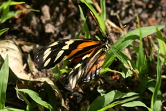 Eueides isabella eva