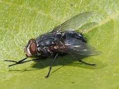 Calliphora subalpina
