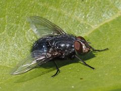 Calliphora subalpina