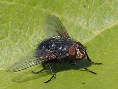 Calliphora subalpina