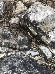 Vipera walser