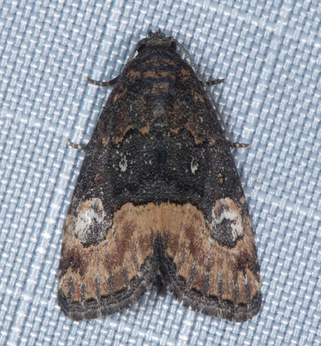 Swift Brown photo 4