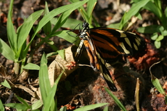 Eueides isabella eva