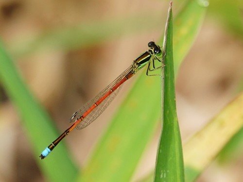Aurora Bluetail photo 5