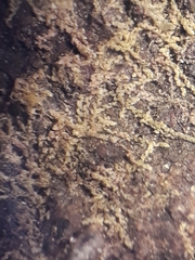 Microlejeunea latitans