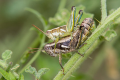 Paraidemona
