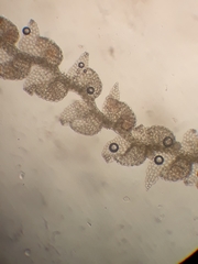 Microlejeunea latitans