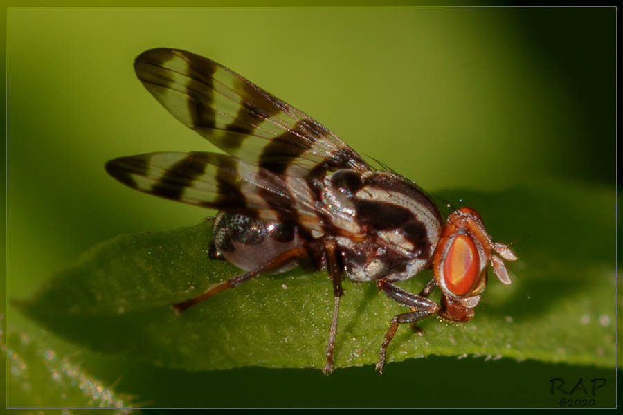 Pterotaenia