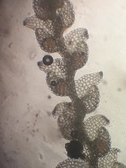 Microlejeunea latitans