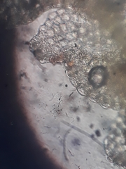 Microlejeunea latitans