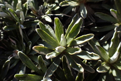 Celmisia angustifolia