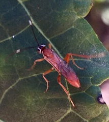 Pachysomoides fulvus